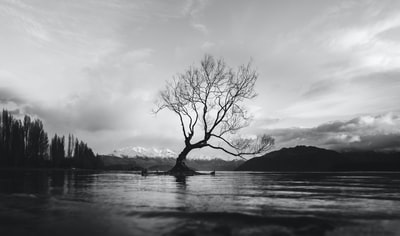 灰度照片光秃秃的树在平静的水域
